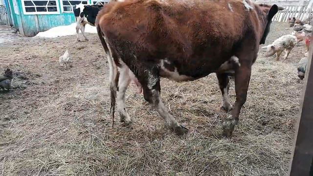 Мои курочки и индоутки) Петушок брама новой окраски /Индоутки все ещё не несутся смотреть онлайн