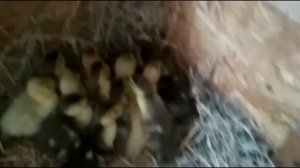 Продаем суточных голубых, изумрудных и лиловых мускусных утят