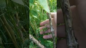 Голубика садовая Либерти. 2022. Урожайность голубики садовой в Беларуси и средней полосе России