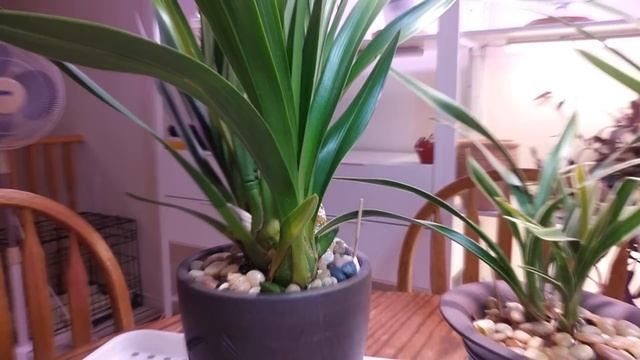 Цимбидиумы в домашних условиях смотреть онлайн