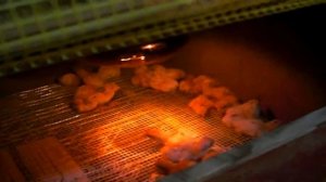№ 13 Как растут перепела с момента рождения и до месяца. adult quail