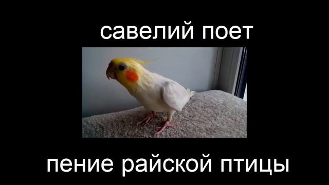 Пение райской птички.  Жизнь попугаев. смотреть онлайн