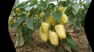 Как часто поливать перец