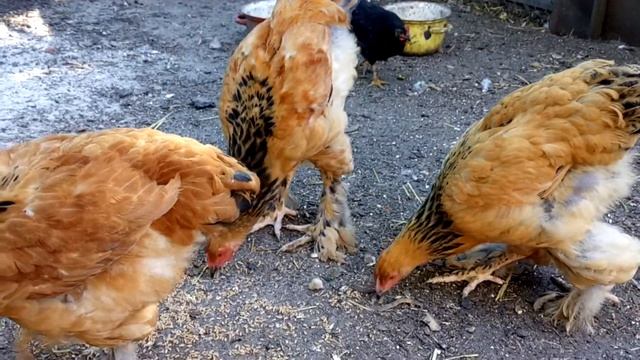 Цыплята брама 4 месяца смотреть онлайн