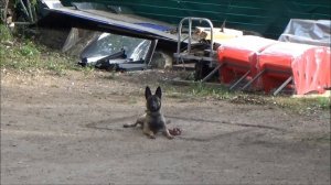 Бельгийская овчарка (малинуа) Ума, экзамен по ОКД 26 08 2023