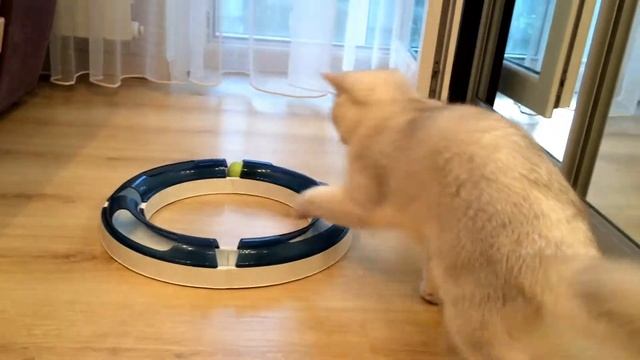 Копия видео Котята британские серебристые шиншиллы-питомник White Angel смотреть онлайн