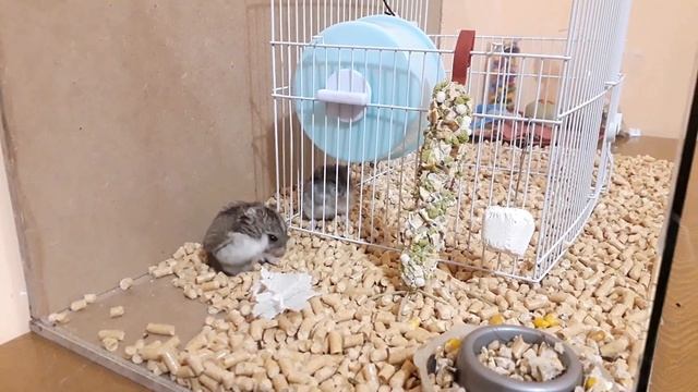 СМЕШНЫЕ #ХОМКИ!!! ПРИКОЛЫ С #ХОМЯКАМИ!!! #хомки рулят