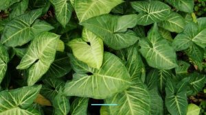 КАКОЙ КОМНАТНЫЙ ЦВЕТОК ТЕБЕ ПОДОЙДЕТ ПО ГОРОСКОПУ?