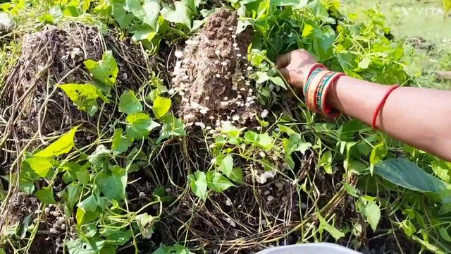 Natural Mushroom ??? Only in Odisha.......