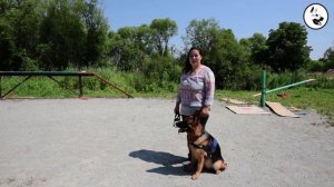 Основы дрессировки щенков и собак. Зрительный контакт