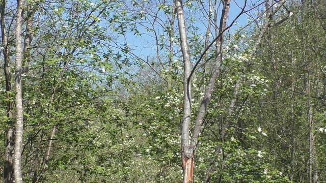 Видеозарисовка Весенние голоса птиц(живой звук) смотреть онлайн