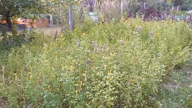 Донник от посева до цветения. смотреть онлайн