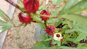 Гибискус сабдариффа или суданская роза. Hibiscus sabdariffa.