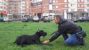 Ризеншнауцер Ургут. Занятие по дрессировке (ОКД): обучение командам Стоять, Сидеть, Лежать.