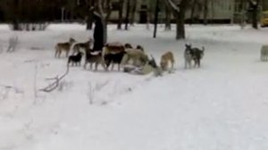 Собачья Свадьба.mp4