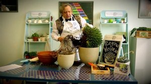 Агава Виктория Регина от Шефа Джорджа Эйджи