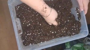 Как я делаю грунт для бегоний