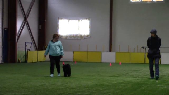 Платонова Ольга и пудель мин. Единичка из дома Таюр  сдача ОБД 1 вне зачета 10.03.18 смотреть онлайн