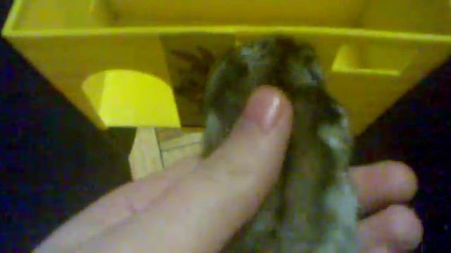 Трюки Хомячка 1 смотреть онлайн