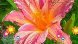 Лилейник гибридный Пинк Стрипс. Краткий обзор, описание характеристик hemerocallis Pink Stripes