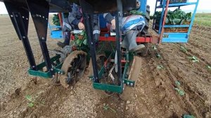 посадка капусты агрессор 30.05.2022