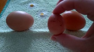 Какие яйца несут куры..