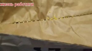 семена люцерны Джеа
