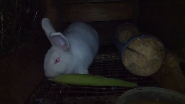 Про НЗБ, про новозеландского белого кролика смотреть онлайн