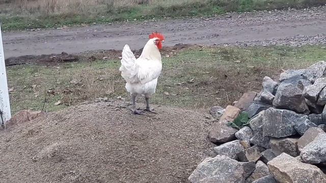 Стандарт это выгул кур Бресс Гальской породы купить в Украине. смотреть онлайн