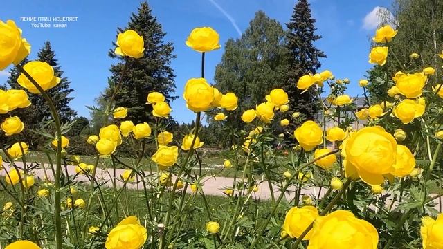 ПОЮЩИЕ ПТИЦЫ-ЗАЛОГ ЗДОРОВЬЯ,А БОЖЕСТВЕННАЯ ПРИРОДА ИСТОЧНИК РАДОСТИ И ГАРМОНИИ ДУШИ И ТЕЛА. смотреть онлайн