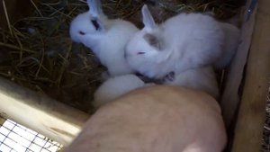 Подбрасываем новорожденных крольчат другой крольчихе