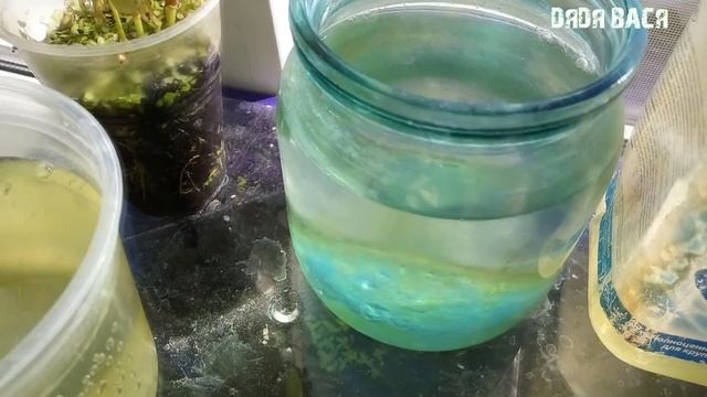 4 СПОСОБА ПОЛУЧЕНИЯ ЗЕЛЕНОЙ ВОДЫ ДЛЯ КОРМЛЕНИЯ ДАФНИИ! смотреть онлайн