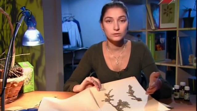 Можжевельник обыкновенный