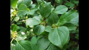 жостер плоды