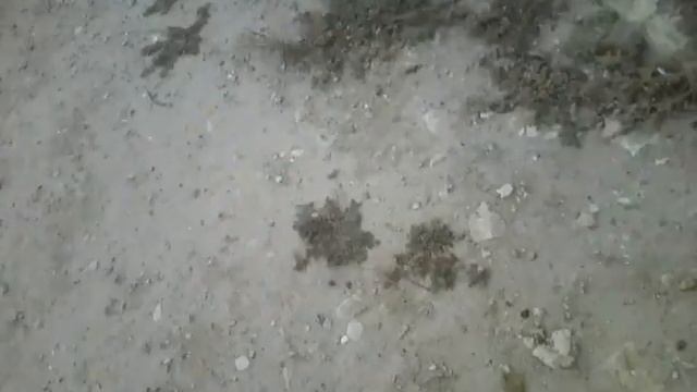 #1серия анатомия подзалупных зверят смотреть онлайн