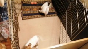 Щенки парсон рассел терьера