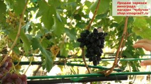 Виноград ВЕРНИСАЖ, новинка которая заслуживает внимания. Крупные ягоды, вкусные.