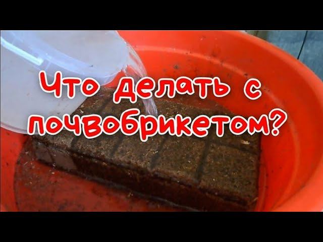 Вместо грунта использую почвобрикеты. Что я с ними делаю после покупки?