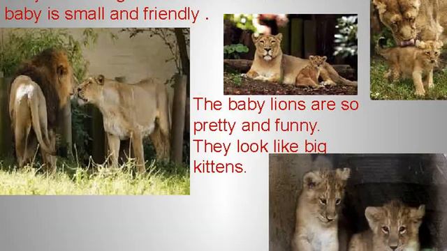 London Zoo смотреть онлайн