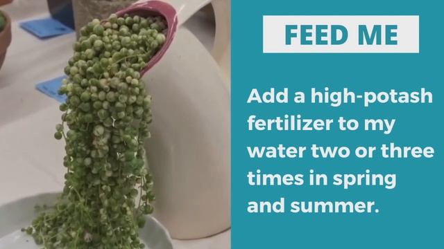 Plant Profiles: Succulents - Senecio Rowleyanus, STRING OF PEARLS смотреть онлайн