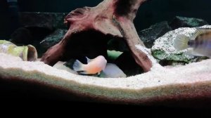 Цихлазома фламинго - эти рыбки уничтожат всех неугодных в вашем аквариуме улиток!