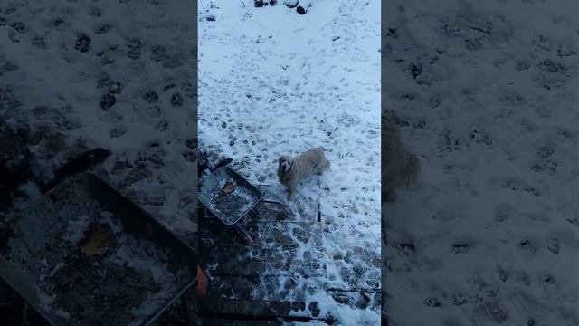 снежный день!