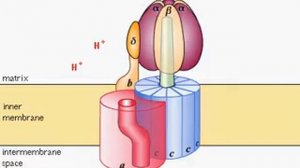 АТФ-синтетаза, схема работы
