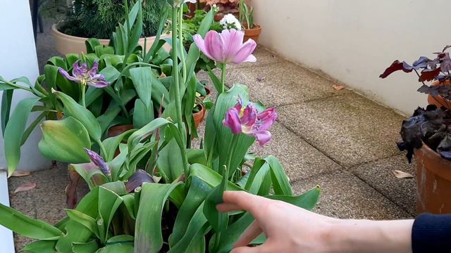 What To Do With Spring Bulbs Once They Are Done Blooming🌷 | 17m2garden смотреть онлайн