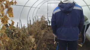 Возим землю из теплицы???