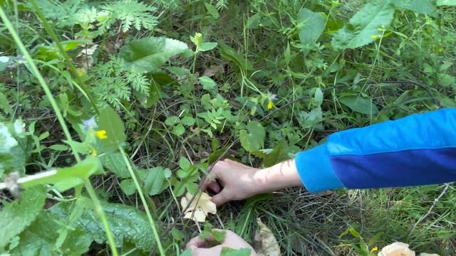 Грибы пошли огромными полянами! Грибы лисички 2021 смотреть онлайн