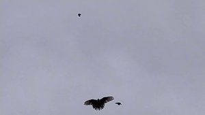 СВГ голуби г. Снежное 2021 г.