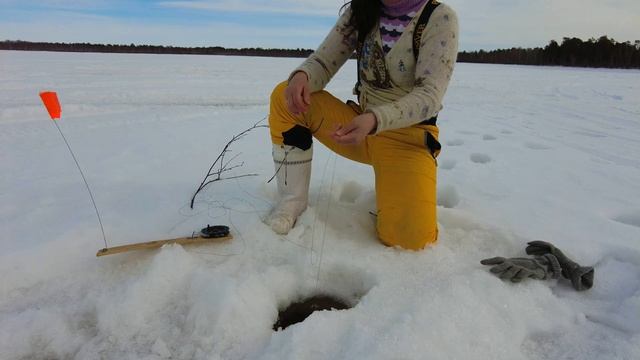ЧУМА ЩУКИ Эпизоотия Опасно ли для людей Что делать Как быть PIKE PLAGUE Epizootic fishing