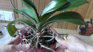 подуры  Жучки в коре с орхидеей