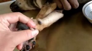 Черви в собаке!!!Ужас!!!#Worms in the dog#